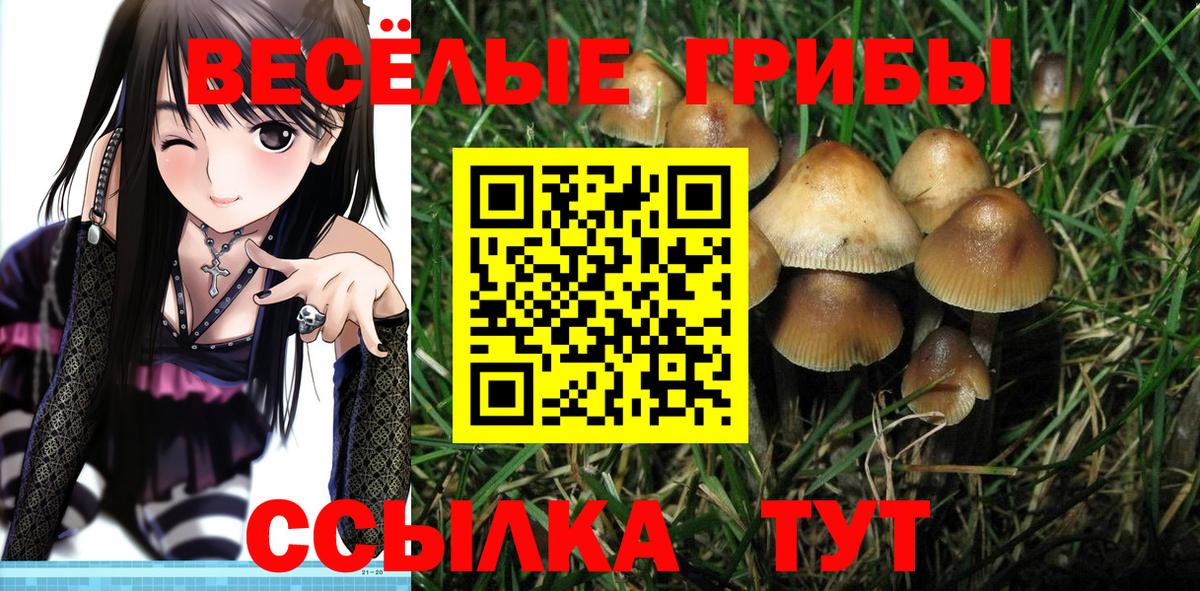 Галлюциногенные грибы Cubensis  Вход с VPN  Красноуфимск  Псилоцибиновые грибы прущие грибы 